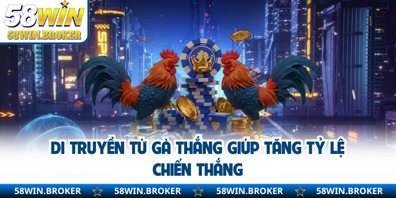 Mẹo Chọn Giống Gà Chọi Dựa Trên Ngoại Hình Và Thể Trạng 1 Di truyền từ gà thắng giúp tăng tỷ lệ chiến thắng