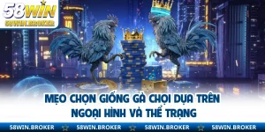 Mẹo Chọn Giống Gà Chọi Dựa Trên Ngoại Hình Và Thể Trạng